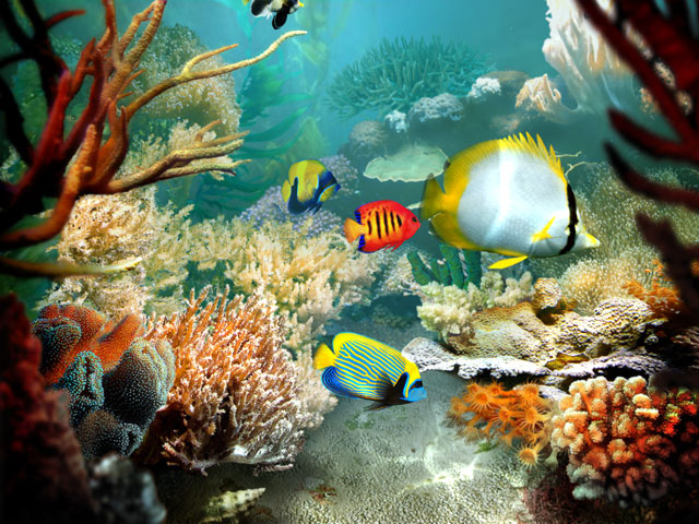 Windows 8 Tropical Fish 3D Screensaver full