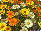 Wildflowers