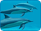 Dolphins