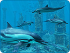 Dolphins - Atlantis