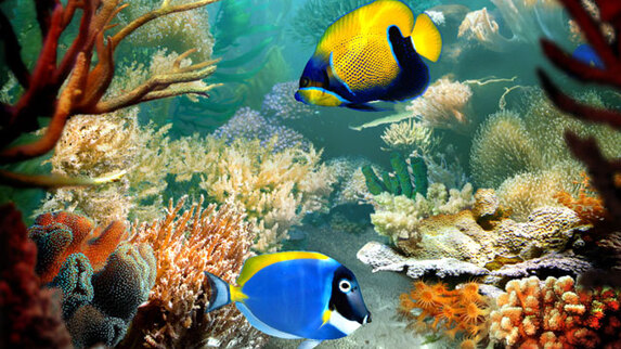 Tropical Fish Wallpaper Windows
