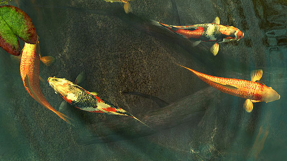 Fish 3D Screensavers - Koi Fish - An amazing Japanese aquarium on your screen. Fish 3D Screensavers - Koi Fish - An amazing Japanese aquarium on your screen.