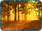 Autumn Forest