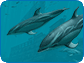 Dolphins - Pirate Reef