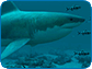 Sharks - Great White