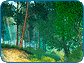 Summer Forest