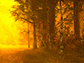 Autumn Forest