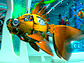 Cyberfish