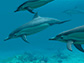Dolphins Lite
