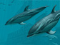 Dolphins - Pirate Reef