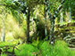 Forest Walk