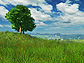 Grassland
