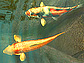 Koi Fish