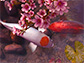 Koi Pond - Sakura