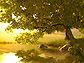 Lake Tree