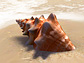 Sandy Beach