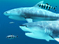 Sharks