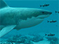 Sharks - Great White