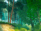 Summer Forest
