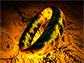 The One Ring