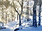 Winter Walk
