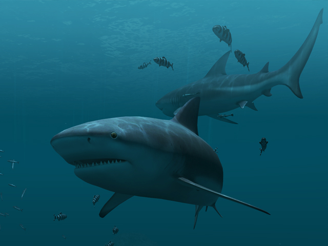 sharks 3d windows 10