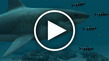 planet earth sharks 3d planet earth sharks 3d